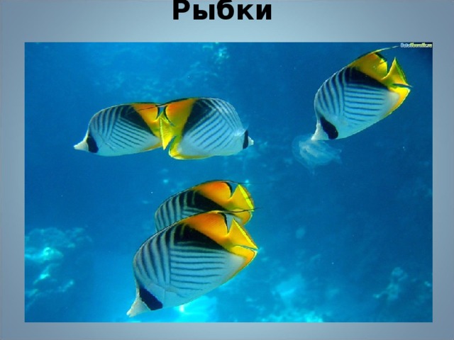 Рыбки  Рыбки     