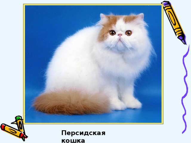 Персидская кошка 