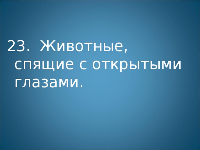23. Животные, спящие с открытыми глазами. 