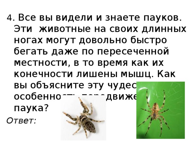 4 . Все вы видели и знаете пауков. Эти животные на своих длинных ногах могут довольно быстро бегать даже по пересеченной местности, в то время как их конечности лишены мышц. Как вы объясните эту чудесную особенность передвижения паука? Ответ:  