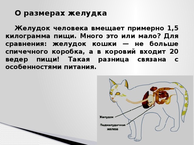 Желудок человека вмещает примерно 1,5 килограмма пищи. Много это или мало? Для сравнения: желудок кошки — не больше спичечного коробка, а в коровий входит 20 ведер пищи! Такая разница связана с особенностями питания.  О размерах желудка 