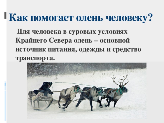 Как животные помогают человеку. Северный олень пословица. Пословица о олене. Какую пользу приносят олени.