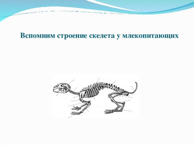 Запишите выводы об особенностях строения скелета млекопитающих сделайте рисунки