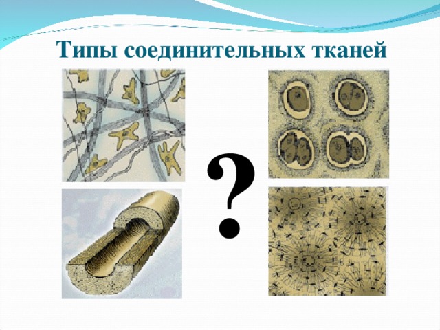 Типы соединительных тканей ? 