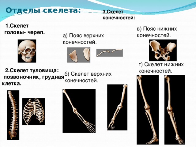 Отделы скелета: 3.Скелет конечностей:  1.Скелет головы- череп. в) Пояс нижних конечностей. а) Пояс верхних конечностей. г) Скелет нижних конечностей.  2.Скелет туловища:  позвоночник, грудная клетка. б) Скелет верхних конечностей. 