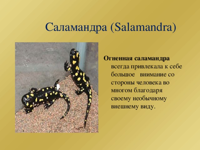  Саламандра (Salamandra)  Огненная саламандра всегда привлекала к себе большое внимание со стороны человека во многом благодаря своему необычному внешнему виду. 