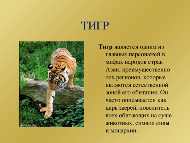 Почему тигр лев. Рассказ о Тигре. Легенды и мифы о животных. Тигр описание. Рассказ о животном Тигре.