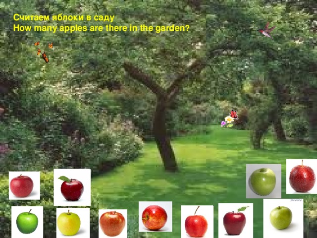 Считаем яблоки в саду How many apples  are there in the garden ? 