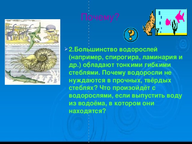 Почему? 2.Большинство водорослей (например, спирогира, ламинария и др.) обладают тонкими гибкими стеблями. Почему водоросли не нуждаются в прочных, твёрдых стеблях? Что произойдёт с водорослями, если выпустить воду из водоёма, в котором они находятся? 