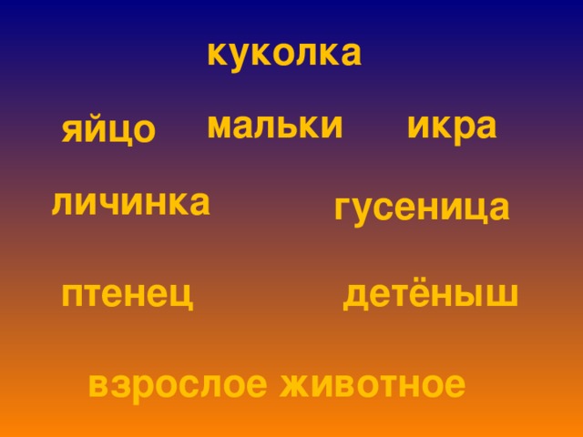 куколка икра мальки яйцо личинка гусеница птенец детёныш взрослое животное 