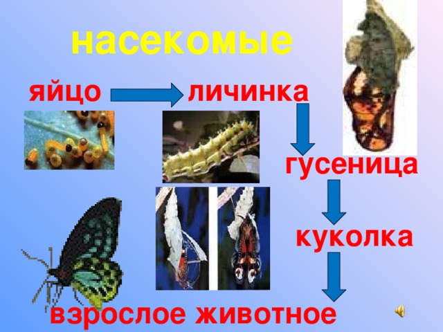 Какое свойство живых организмов изображено на рисунке бабочка