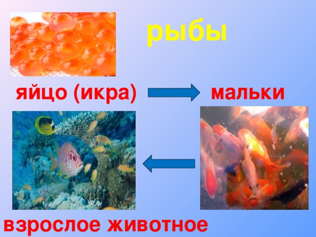 рыбы яйцо (икра) мальки взрослое животное 