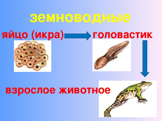 земноводные яйцо (икра) головастик взрослое животное 