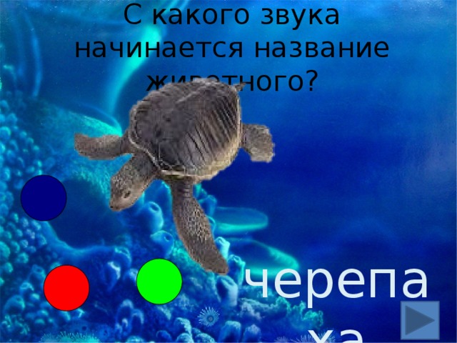 С какого звука начинается название животного? черепаха 