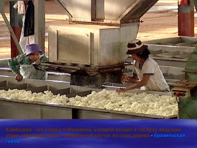 Камбоджа –это страна в Малайзии, которая входит в пятерку ведущих стран, производящих натуральный каучук из сока дерева - бразильская гевея 