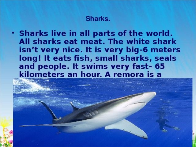   Sharks.   Sharks live in all parts of the world. All sharks eat meat. The white shark isn’t very nice. It is very big-6 meters long! It eats fish, small sharks, seals and people. It swims very fast- 65 kilometers an hour. A remora is a small fish- only 45 centimeters long. It lives on a shark. It eats food from the shark  