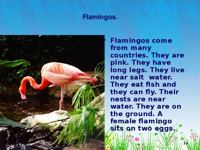  Flamingos.   Flamingos come from many countries. They are pink. They have long legs. They live near salt water. They eat fish and they can fly. Their nests are near water. They are on the ground. A female flamingo sits on two eggs.  