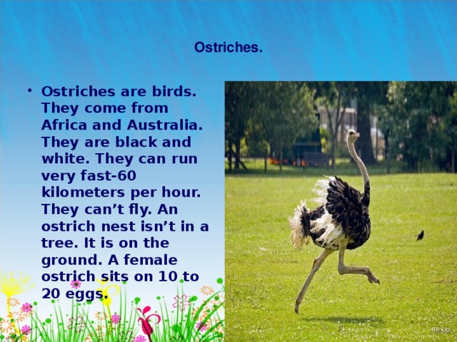    Ostriches.   Ostriches are birds. They come from Africa and Australia. They are black and white. They can run very fast-60 kilometers per hour. They can’t fly. An ostrich nest isn’t in a tree. It is on the ground. A female ostrich sits on 10 to 20 eggs.  