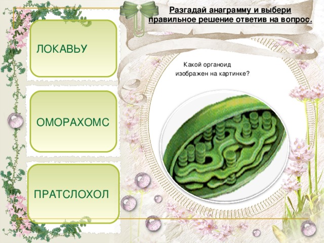 Разгадай анаграмму и выбери правильное решение  ответив на вопрос. ЛОКАВЬУ  Какой органоид изображен на картинке? ОМОРАХОМС ПРАТСЛОХОЛ 