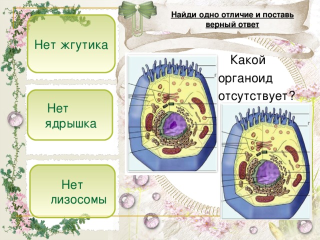 Под какой цифрой на рисунке изображен органоид содержащий клеточный сок ответ 5 класс