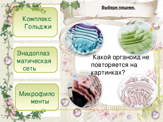 Выбери лишнее.  Комплекс Гольджи Энадоплаз матическая сеть   Какой органоид не повторяется  на картинках? Микрофиломенты 