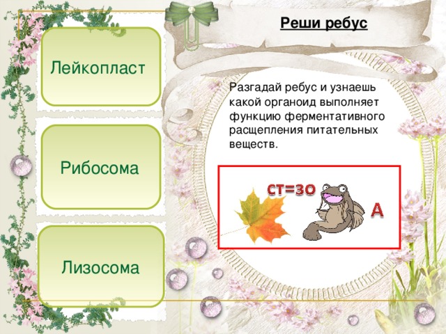 Реши ребус Лейкопласт  Разгадай ребус и узнаешь какой органоид выполняет функцию ферментативного расщепления питательных веществ.  Рибосома  Лизосома 