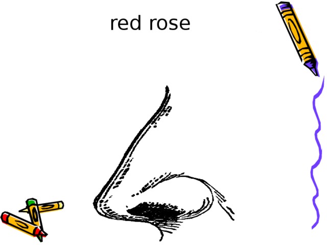  red rose 