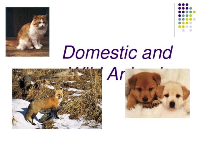  Domestic and  Wild Animals 