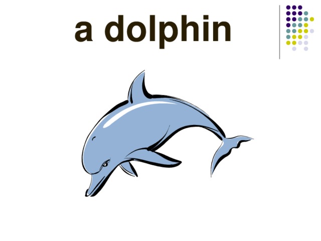  a dolphin 