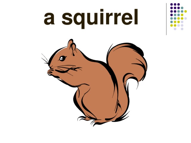  a squirrel 