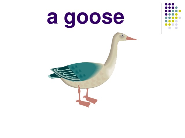 a goose 