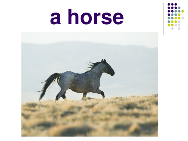 a horse 