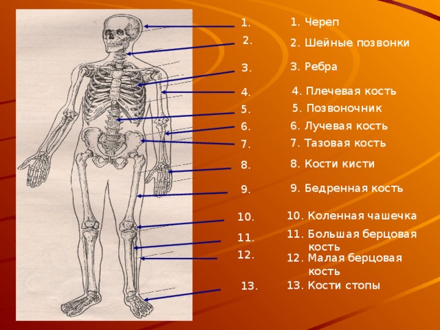 1. Череп 1. 2. 2. Шейные позвонки 3. Ребра 3. 4. Плечевая кость 4. 5. Позвоночник 5. 6. Лучевая кость 6. 7. Тазовая кость 7. 8. Кости кисти 8. 9. Бедренная кость 9. 10. Коленная чашечка 10. 11. Большая берцовая  кость 11. 12. 12. Малая берцовая  кость 13. Кости стопы 13. 