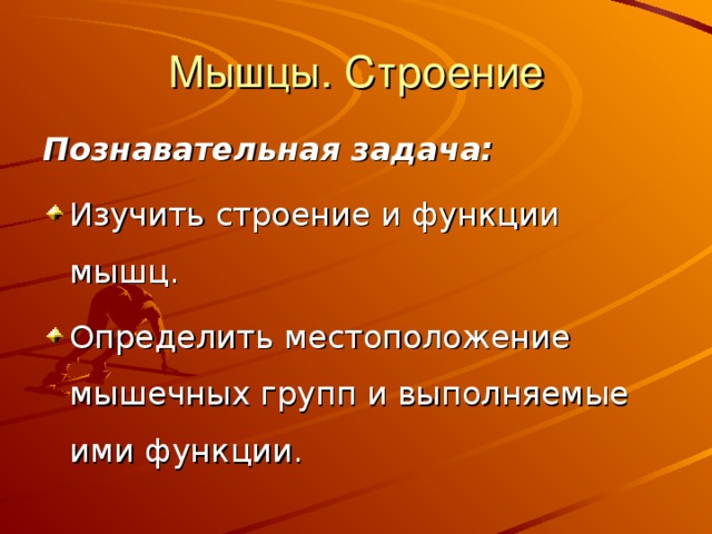 Мышцы. Строение Познавательная задача:  Изучить строение и функции мышц. Определить местоположение мышечных групп и выполняемые ими функции. 