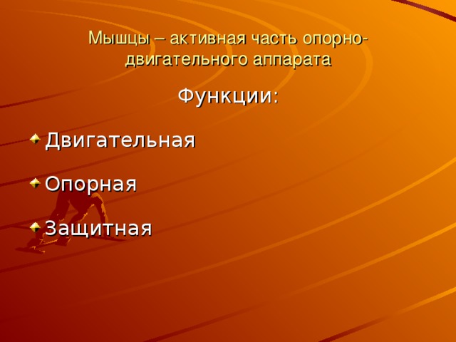 Мышцы – активная часть опорно-двигательного аппарата Функции: Двигательная Опорная Защитная  