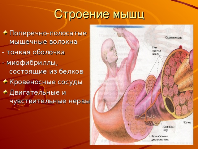 Строение мышц Поперечно-полосатые мышечные волокна - тонкая оболочка - миофибриллы, состоящие из белков Кровеносные сосуды Двигательные и чувствительные нервы 