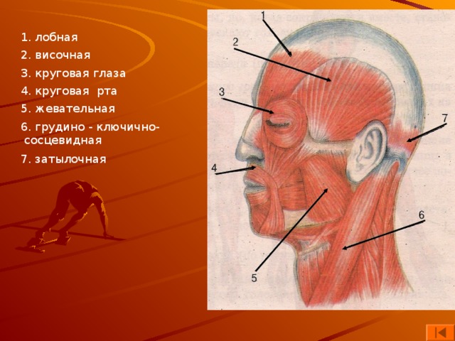 Круговая 4. Лобно височная область. Лобно глазничная височная область. Мышцы жевательные круговые рта круговые глаз височные таблица. 1) Лобно-височная.