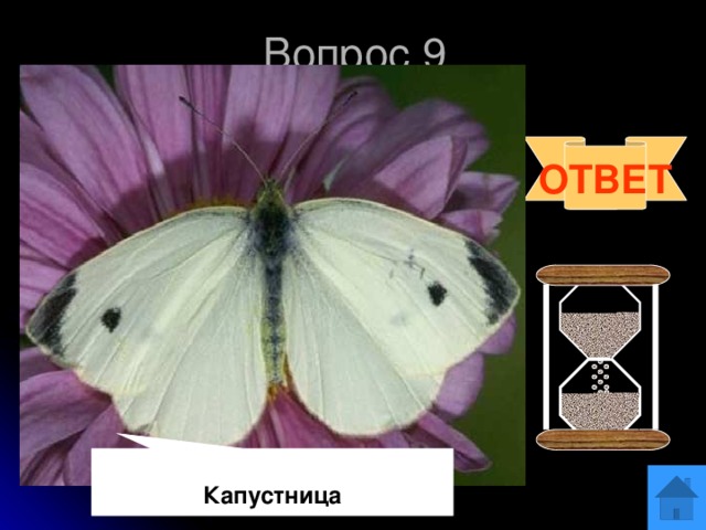 Вопрос 9 Бабочка, гусеницы которой питаются листьями редьки, редиса, капусты и считаются вредителями. Назовите эту бабочку. ОТВЕТ Капустница 