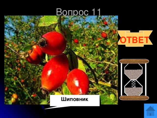 Шиповник Вопрос 11 Отгадай загадку  Где-то в чаще дремучей,  За оградой колючей,  У заветного местечка  Есть волшебная аптечка.  Там красные таблетки  Развешаны на ветке.  ОТВЕТ 