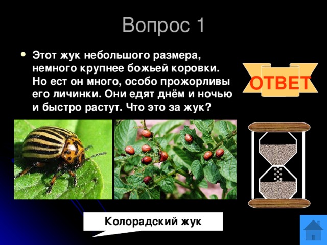 Вопрос 1 Этот жук небольшого размера, немного крупнее божьей коровки. Но ест он много, особо прожорливы его личинки. Они едят днём и ночью и быстро растут. Что это за жук? ОТВЕТ Колорадский жук 
