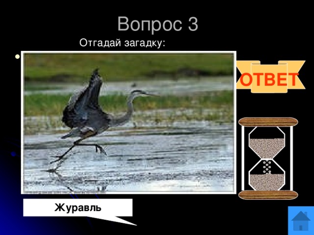 Вопрос 3 Отгадай загадку: Встали братья на ходули,  Ищут корма по пути.  На бегу ли, на ходу ли,  Им с ходулей не сойти. ОТВЕТ Журавль 