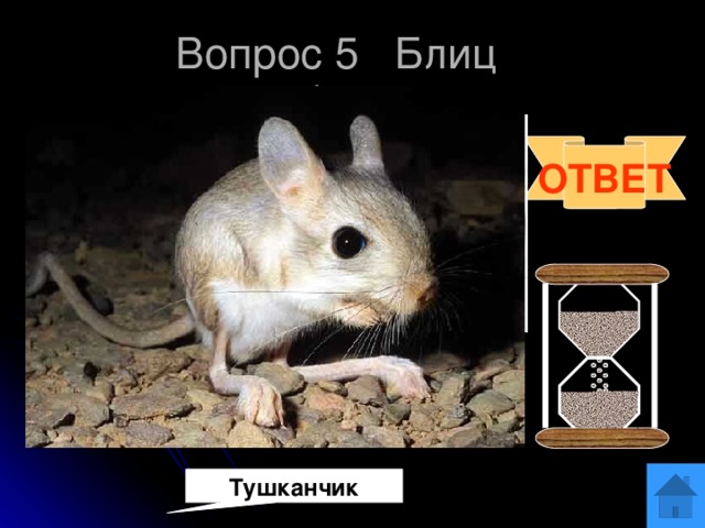 Вопрос 5 Блиц Реши ребус ОТВЕТ Тушканчик 