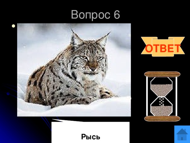 Вопрос 6 Животное с кисточками на ушах. Кисточки это не просто украшение, а своеобразная антенка, которая помогает слышать животному даже самые тихие звуки. Если кисточки обрезать, то слух у животного пропадет. Это животное занесено в Красную книгу Омской области. ОТВЕТ  Рысь 
