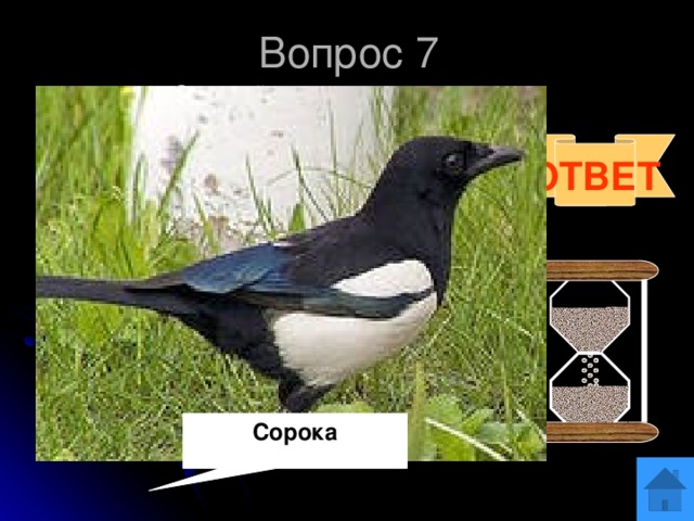 Вопрос 7 Отгадай загадку:  Как снег бела,  Как сажа черна.  Вертлива, как бес,  Повертелась да в лес. ОТВЕТ Сорока 