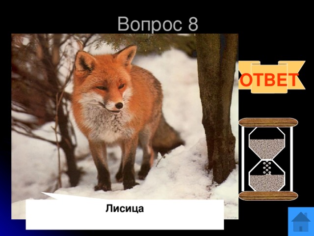 Вопрос 8 Отгадай загадку:  За деревьями, кустами  Промелькнуло быстро пламя.  Промелькнуло, пробежало,  Нет ни дыма, ни пожара. ОТВЕТ Лисица 