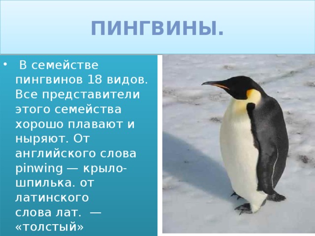 Пингвины.   В семействе пингвинов 18 видов. Все представители этого семейства хорошо плавают и ныряют. От английского слова pinwing — крыло-шпилька. от латинского слова лат.  — «толстый» 