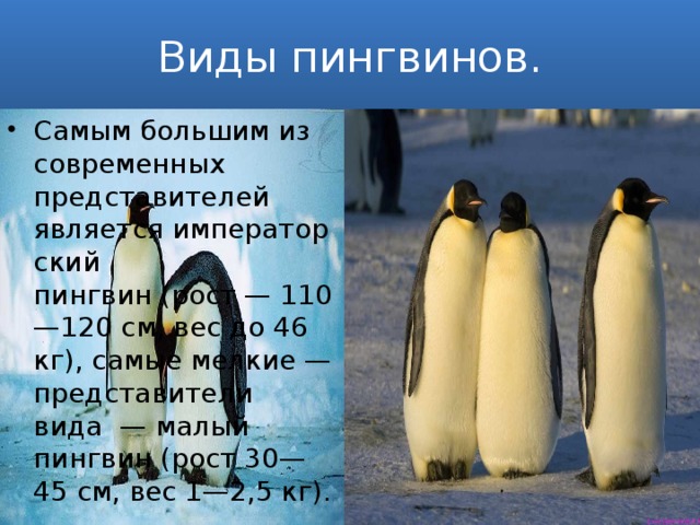 Виды пингвинов. Самым большим из современных представителей является императорский пингвин (рост — 110—120 см, вес до 46 кг), самые мелкие — представители вида  — малый пингвин (рост 30—45 см, вес 1—2,5 кг). 