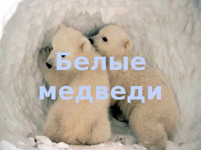 Белые медведи 