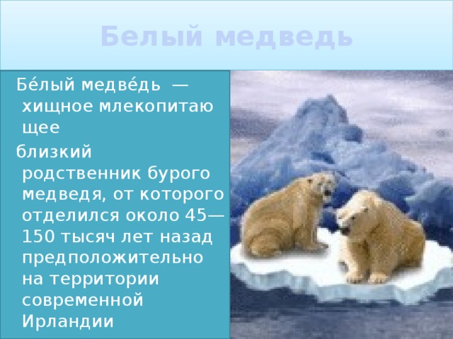 Белый медведь  Бе́лый медве́дь  —хищное млекопитающее  близкий родственник бурого медведя, от которого отделился около 45—150 тысяч лет назад предположительно на территории современной  Ирландии 