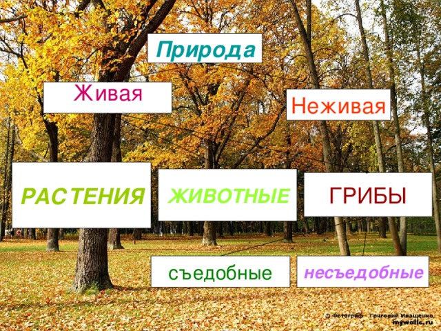 Природа Живая Неживая РАСТЕНИЯ ЖИВОТНЫЕ ГРИБЫ съедобные несъедобные 